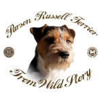 Hodowla Parson Russell Terrier FCI From Wild Story